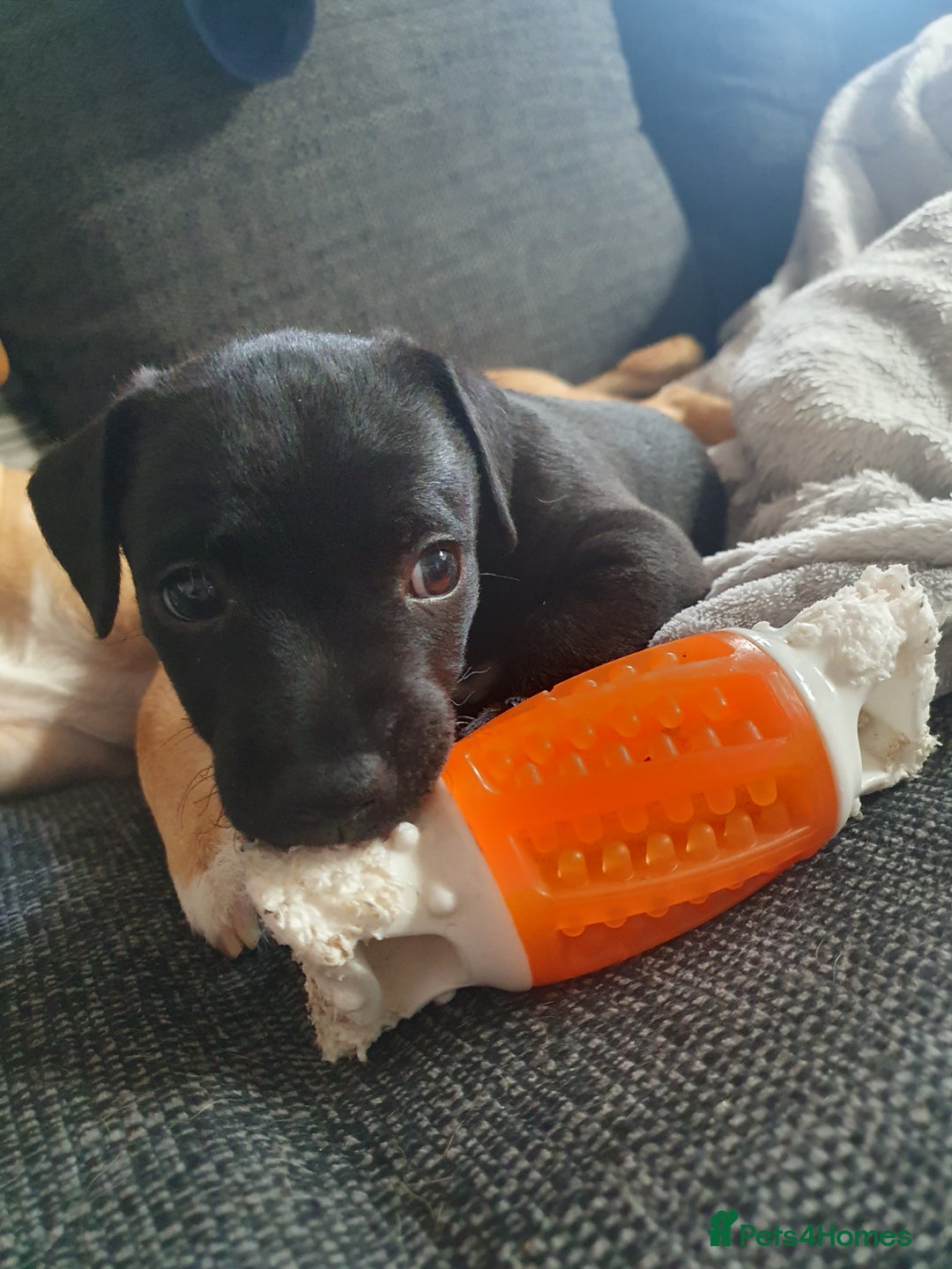 Patterjack dogs for sale: 2 black patterjack puppies left! - Image 2