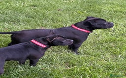 Staffordshire Bull Terrier dogs for sale: Staffy puppies looking for their forever homes - Image 10