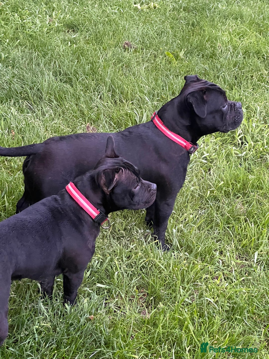 Staffordshire Bull Terrier dogs for sale: Staffy puppies looking for their forever homes - Image 10