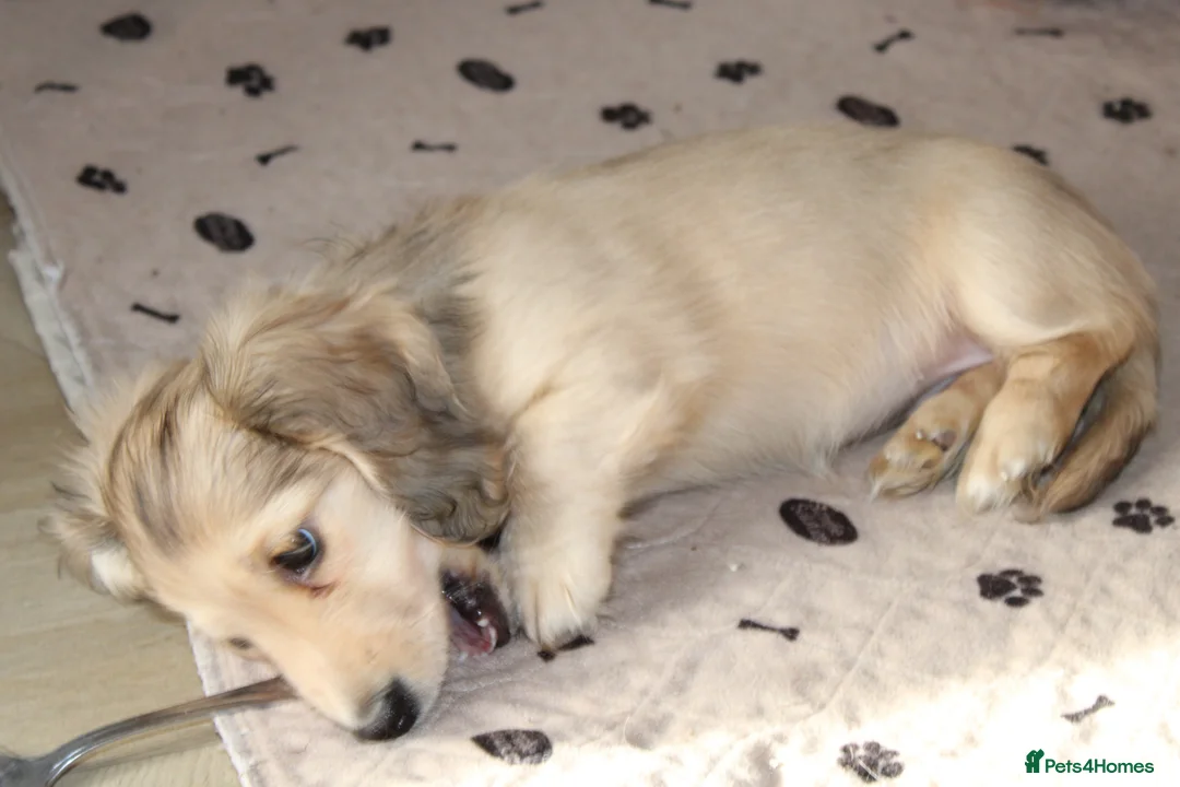 Miniature Dachshund dogs for sale: Cream dapple girl  - Advert 8
