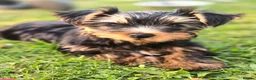 Yorkshire Terrier dogs for sale: Aurelija  - Advert 2