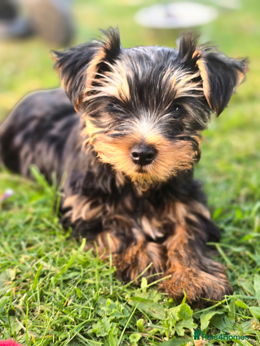 Yorkshire Terrier dogs for sale: Aurelija  - Advert 2