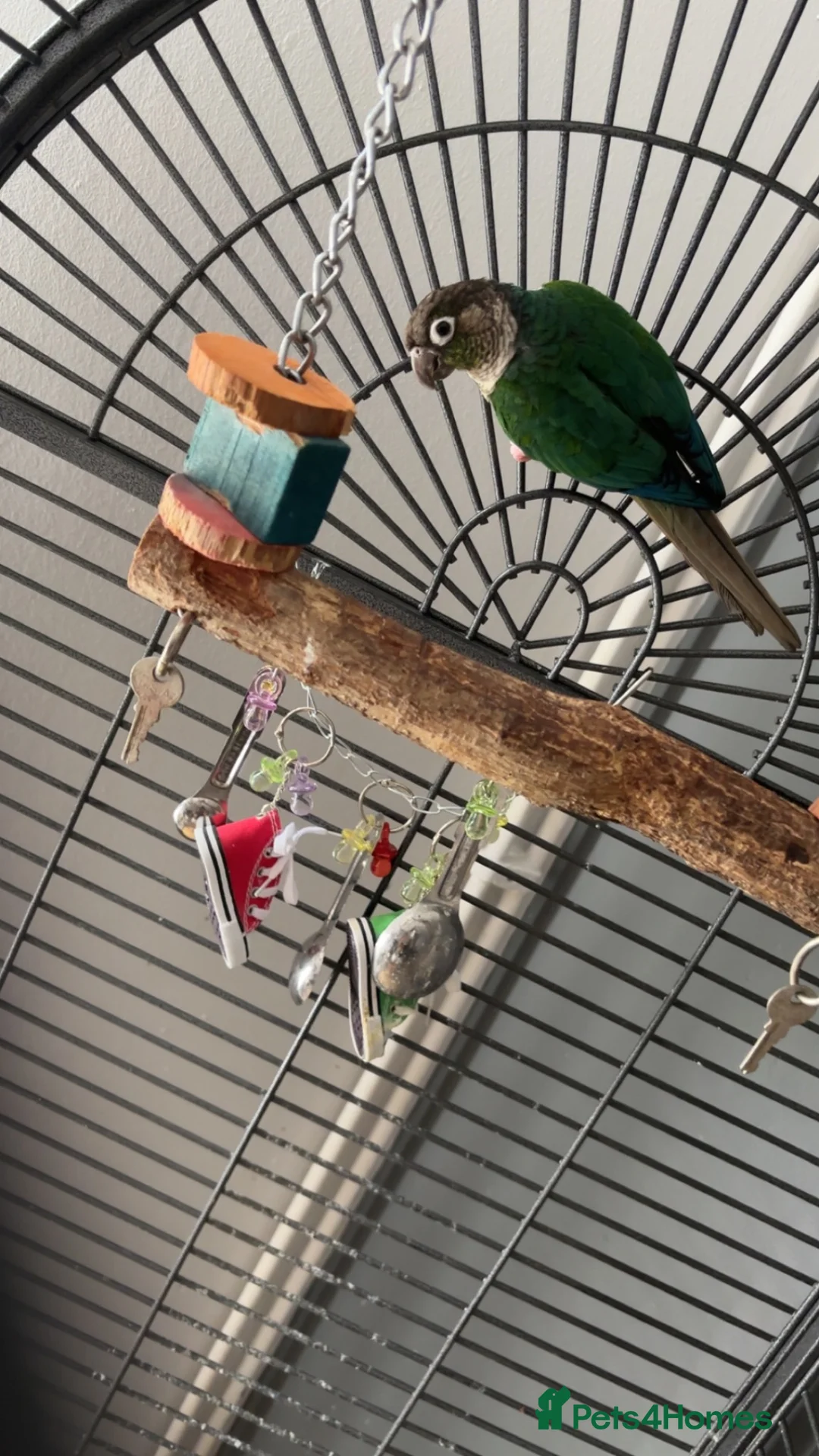 Conures birds for sale: Ricco Green cheeked Conure in Cardiff - Advert 2