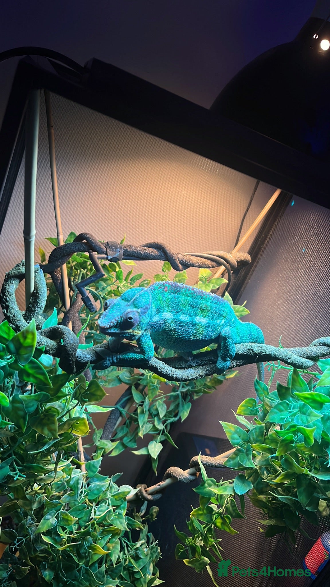 Chameleon reptiles Panther chameleon  - Advert 1