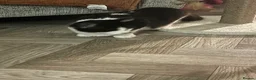 Domestic Shorthair cats for sale: 4 month old female kitten  in Billingham - Advert 2