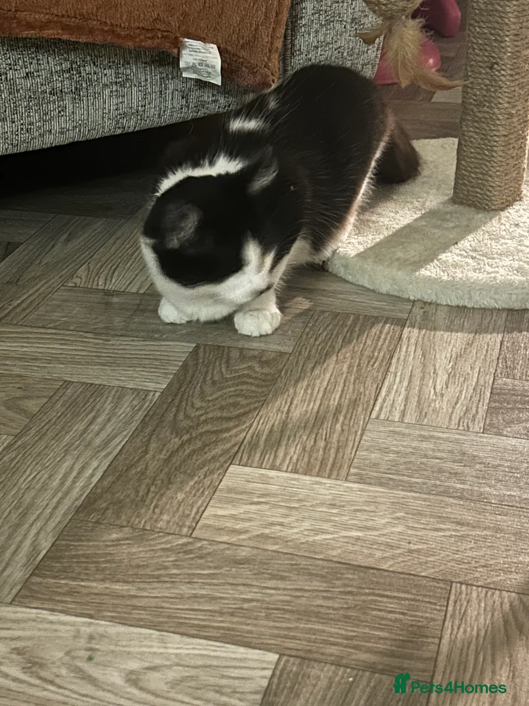 Domestic Shorthair cats for sale: 4 month old female kitten  in Billingham - Advert 2