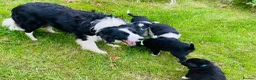 Mixed Breed dogs for sale: Lovely litter of fluffy Sprockers - Advert 22