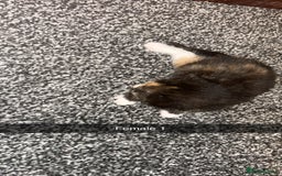 Mixed Breed cats for sale: 4 beautiful mixed breed kittens - Image 4