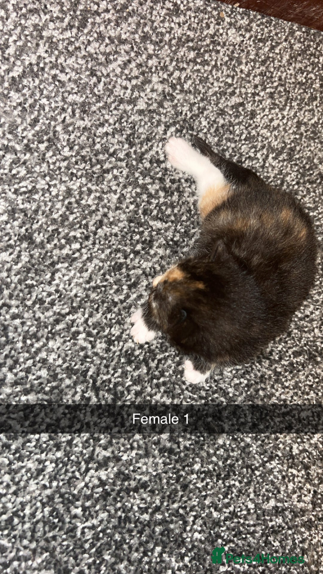 Mixed Breed cats for sale: 4 beautiful mixed breed kittens - Image 4