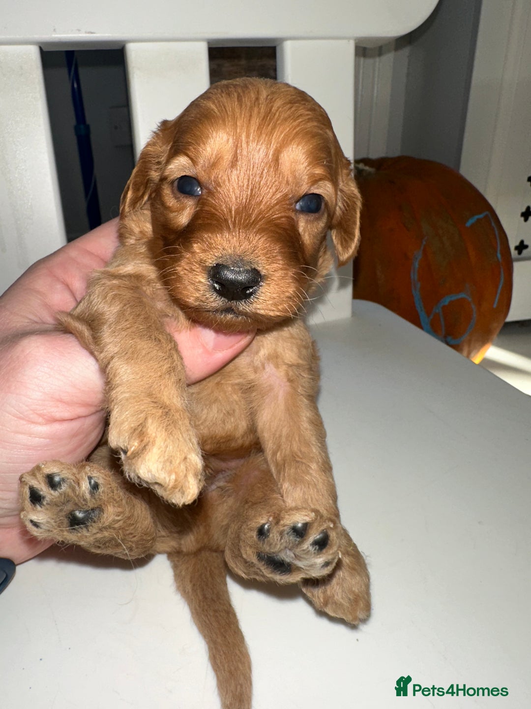Goldendoodle dogs for sale: Miniature Goldendoodles - Ready Mid December  - Advert 23