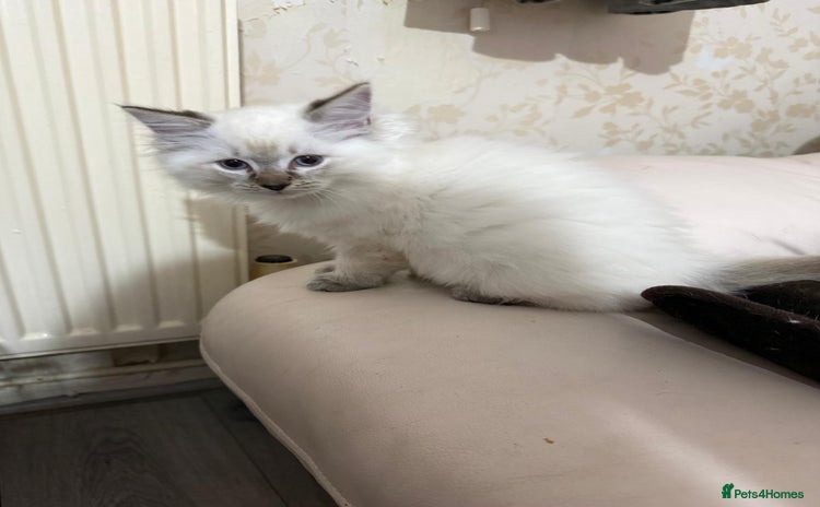 Ragdoll cats - Advert 4