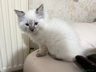 Ragdoll cats - Advert 3