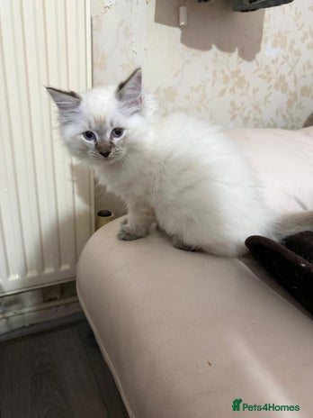 Ragdoll cats - Advert 4