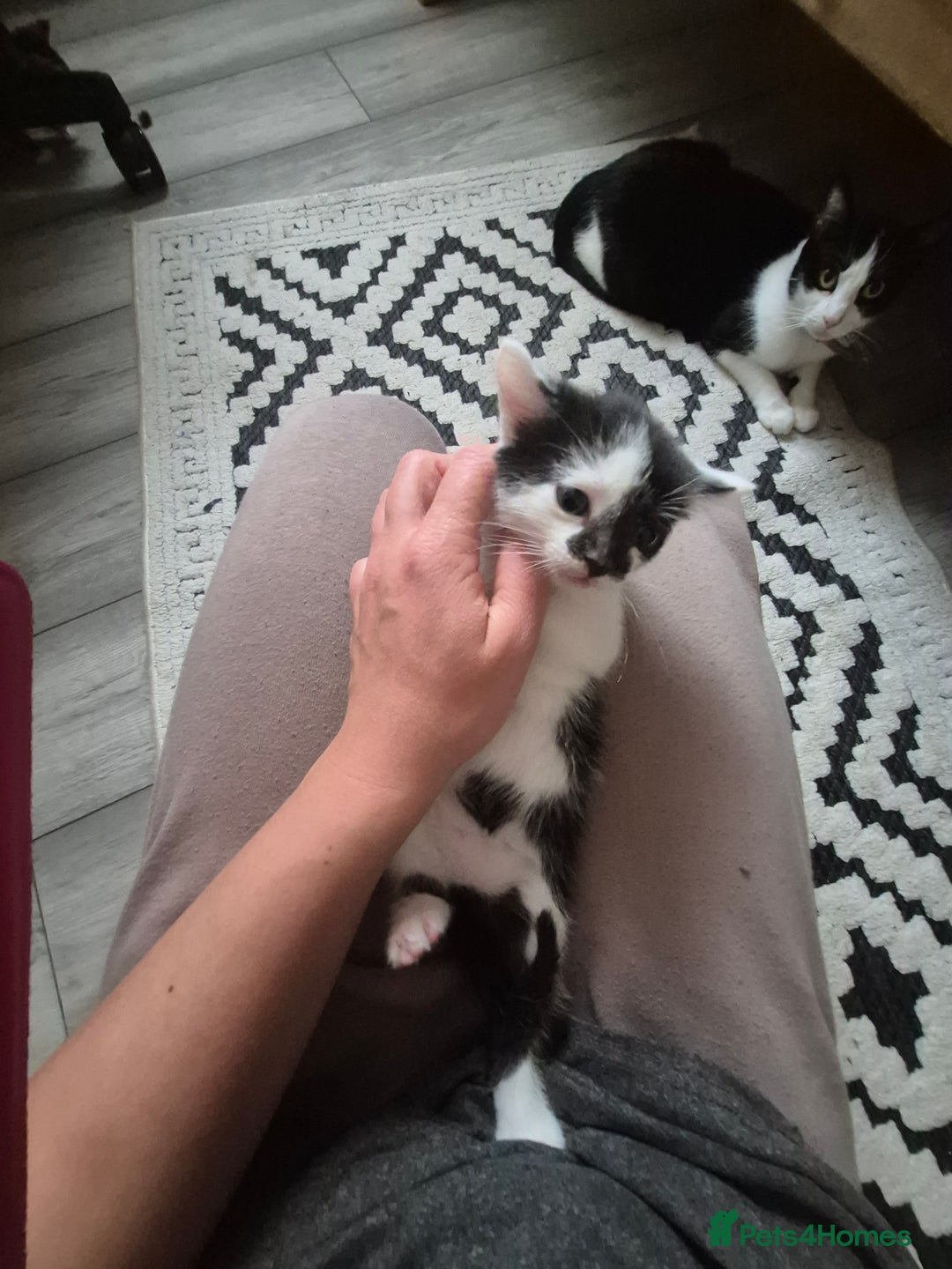 Mixed Breed cats for sale: Sweet kittens - Image 5