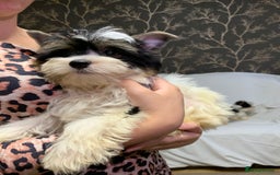 Biewer Terrier dogs for sale: Gorgeous Biewer Terrier boys - Image 10