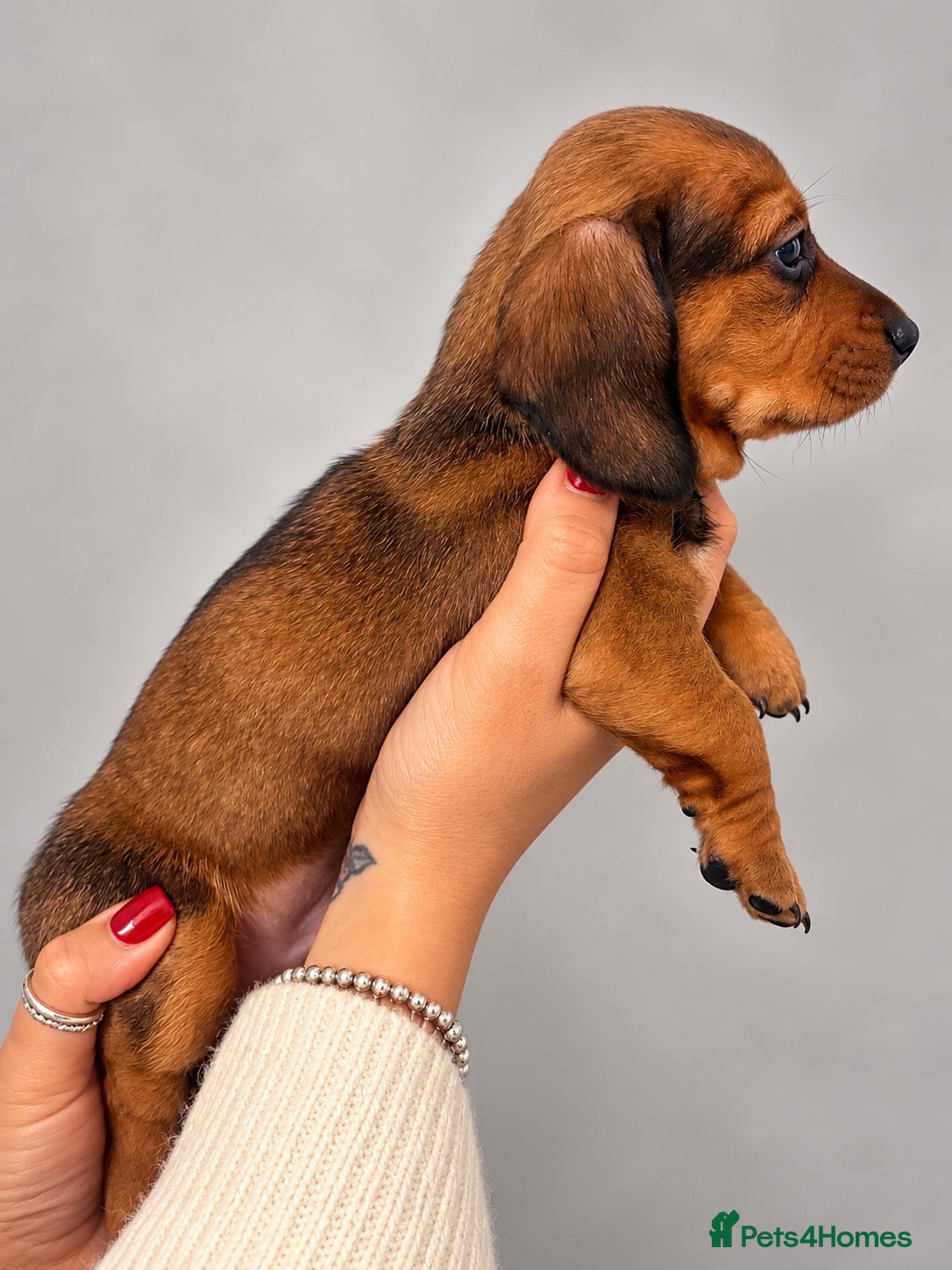 Miniature Dachshund dogs for sale: Red sable miniature dachshund  - Advert 2