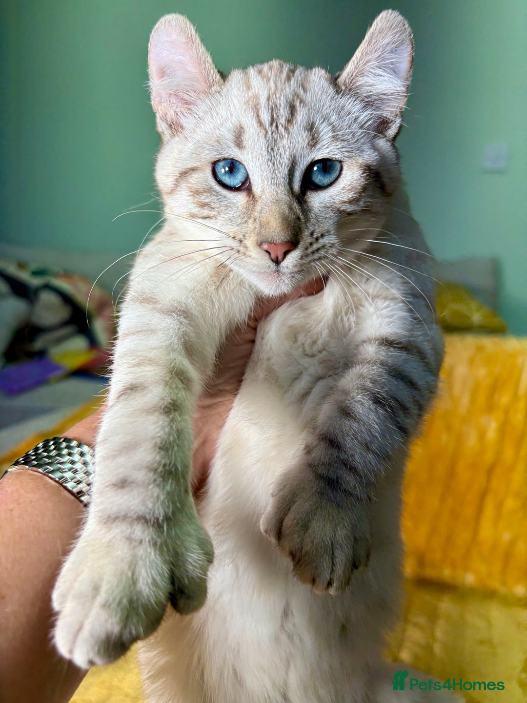 Keetso cats for sale: Superb polydactyl curled eared girl - Advert 19