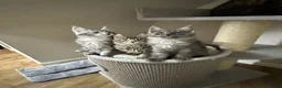 Maine Coon cats for sale: Licensed breeder-maine coon kittens - Advert 27