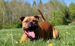 Staffordshire Bull Terrier dogs for sale: Red Staffordshire bull terrier puppies  - Image 12