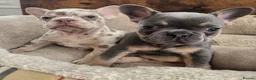French Bulldog dogs for stud: NEW SHADE CHOCOLATE MERLE STUD AVAILABLE FOR STUD  - Advert 7