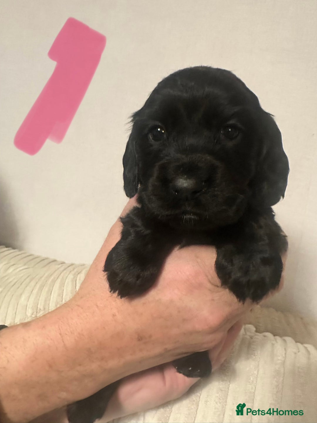Cocker Spaniel dogs for sale: Superb Working Cocker Spaniel puppies - Advert 5