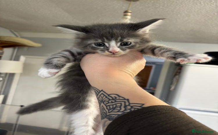 Maine Coon cats - Advert 1