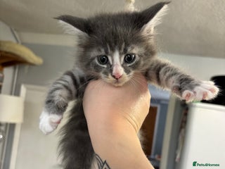 Maine Coon cats - Advert 33