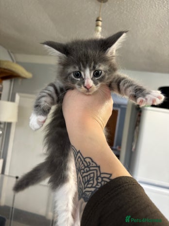 Maine Coon cats - Advert 1