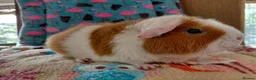 Guinea Pig rodents for sale: Young Adult Sows Retirement/Pet Homes ONLY RTR  - Advert 5