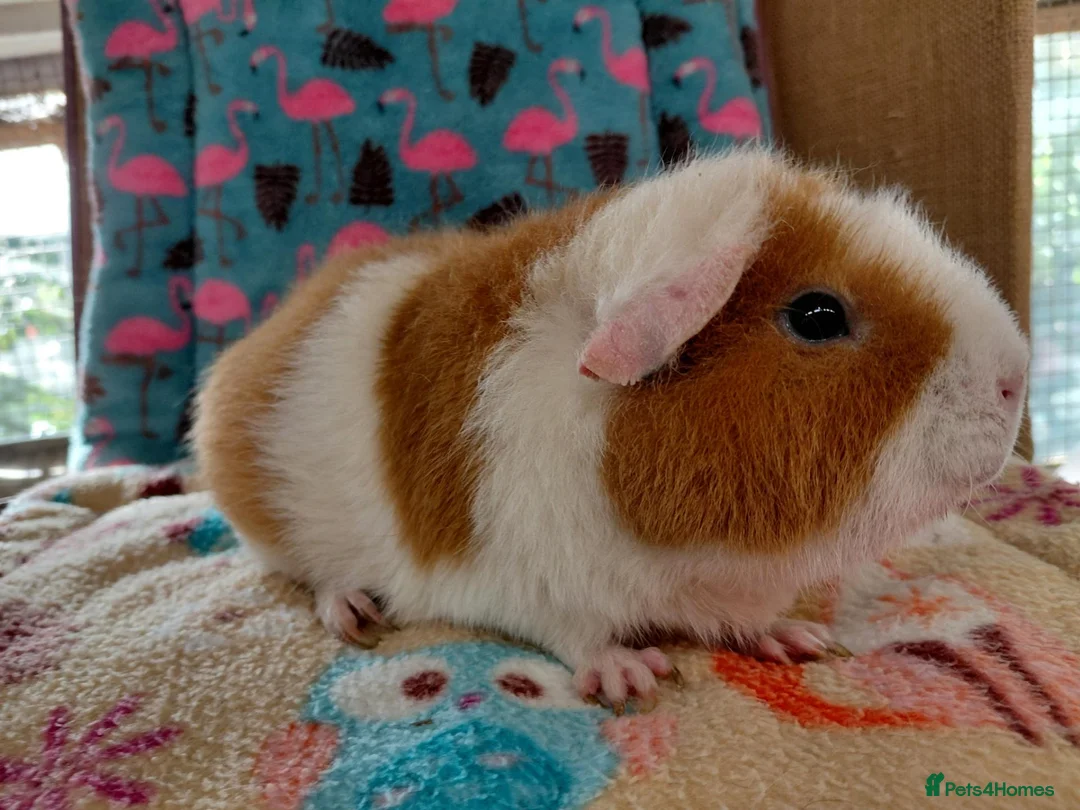 Guinea Pig rodents for sale: Young Adult Sows Retirement/Pet Homes ONLY RTR  - Advert 5