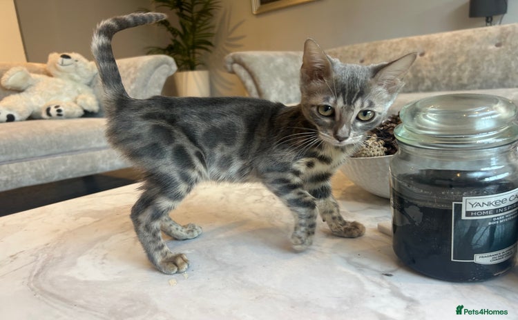Bengal cats - Advert 3