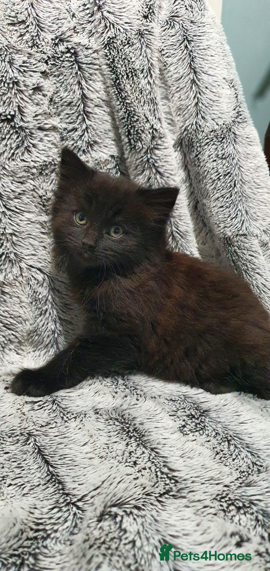 Mixed Breed cats 4 cute kittens  - Advert 1