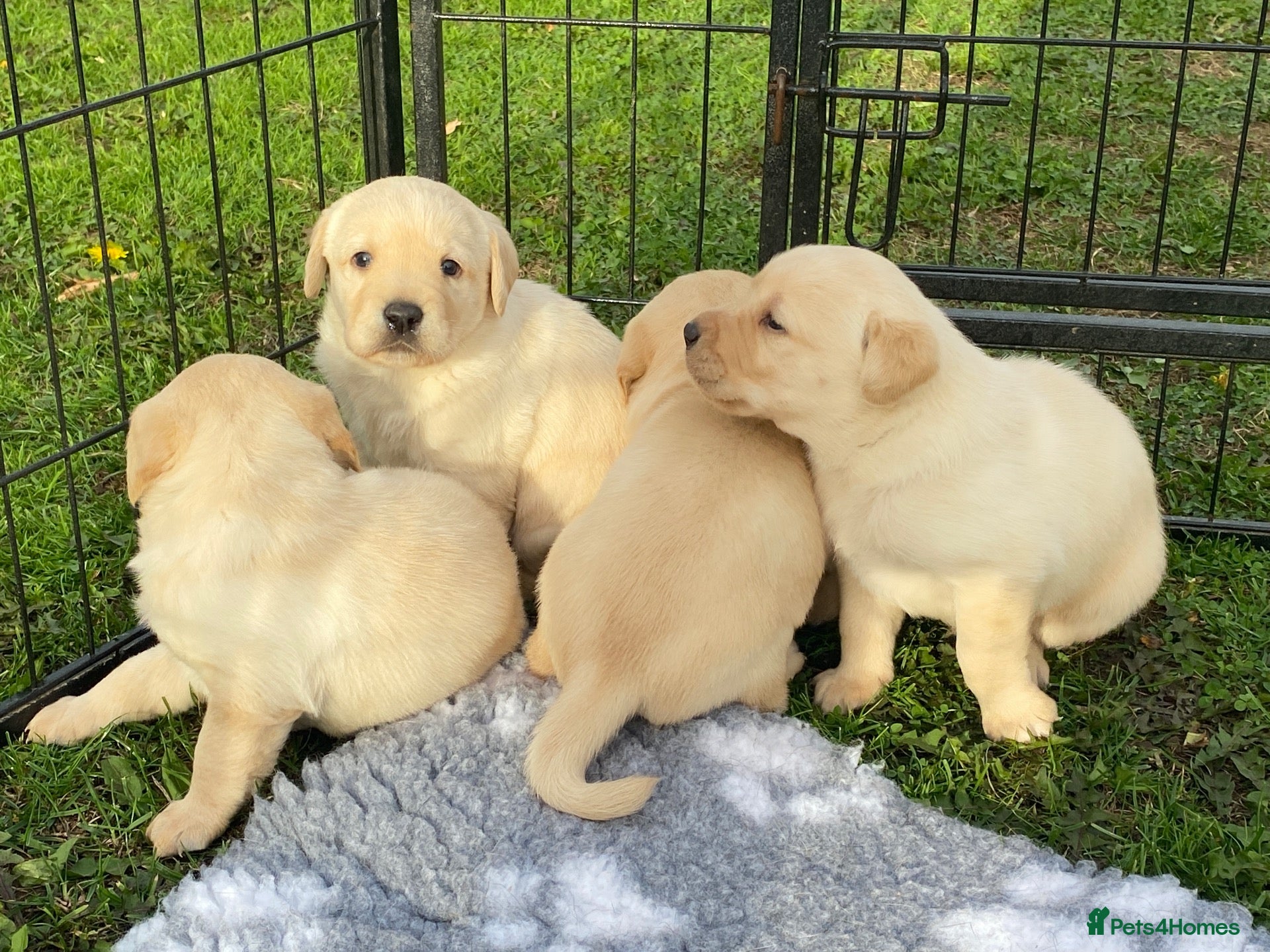 Labrador Retriever dogs Yellow Labradors puppies ⭐️⭐️⭐️⭐️⭐️ breeder - Advert 1