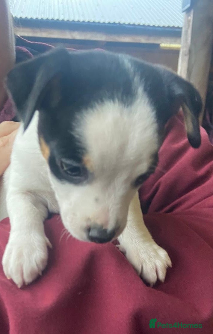 Jack Russell dogs True to type jack Russel puppies  - Advert 4