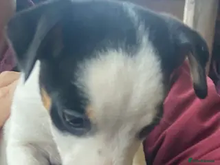 Jack Russell dogs True to type jack Russel puppies - Advert 4