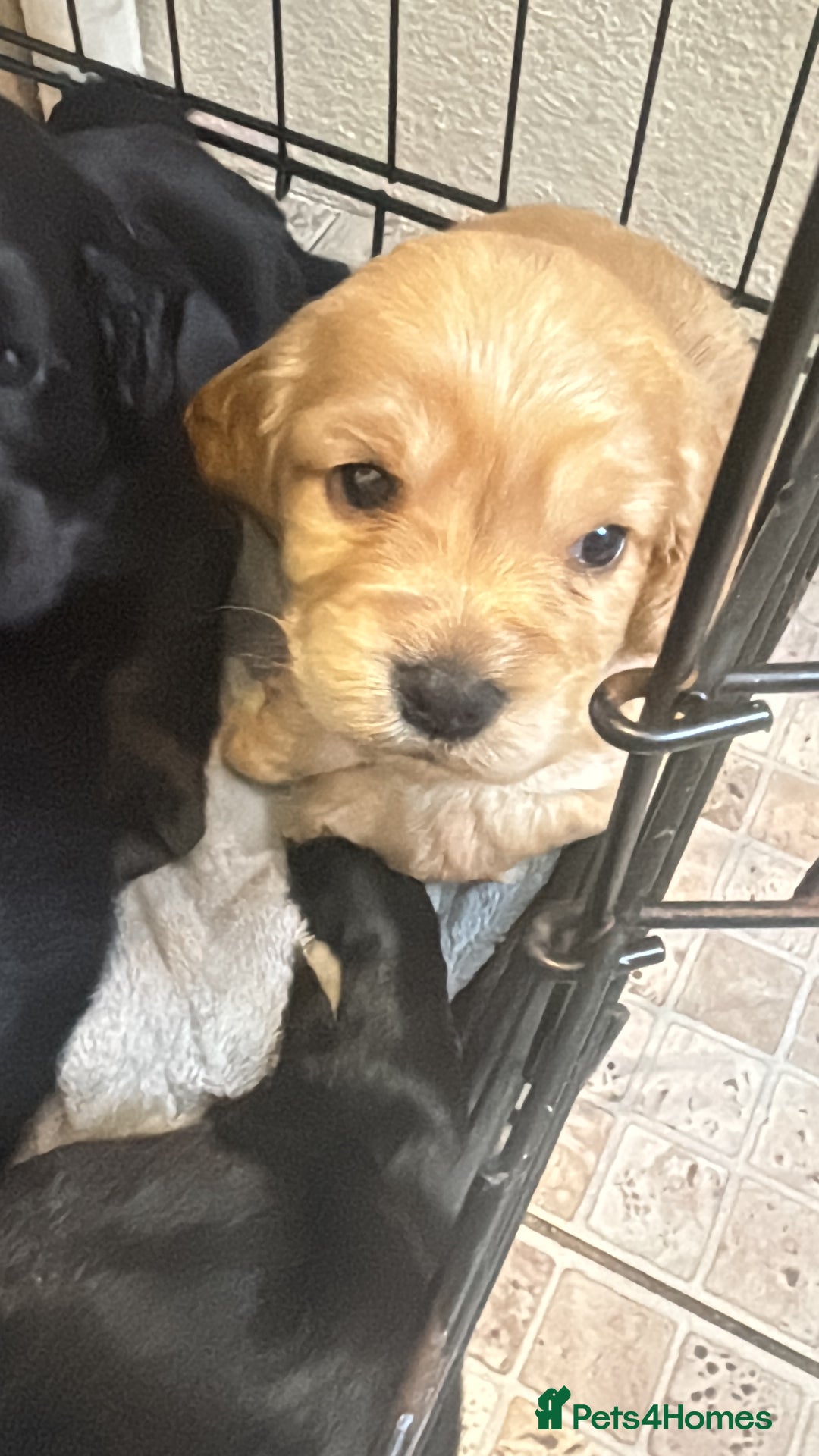 Sprocker dogs for sale: Cocker spaniel pups  - Image 8