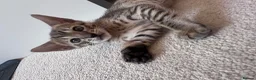 Savannah cats for sale: LAST KITTEN AVAILABLE🏆F4 TICA Registered Savannah - Advert 12