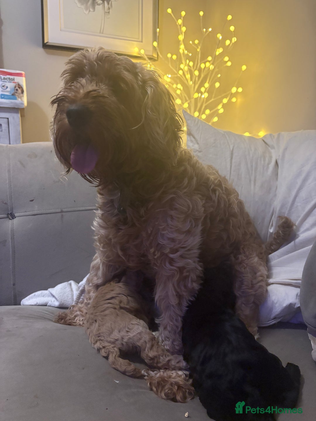 Cavapoo dogs for sale: 2 beautiful cavapoo puppies for sale.  - Advert 8