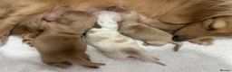 Miniature Dachshund dogs for sale: Miniature cream long hair puppies for sale  in Waltham Cross - Advert 3