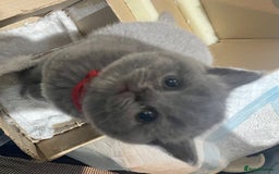 British Shorthair cats for sale: 💕Pure BSH Kittens – Family Raised, Ready December - Image 19