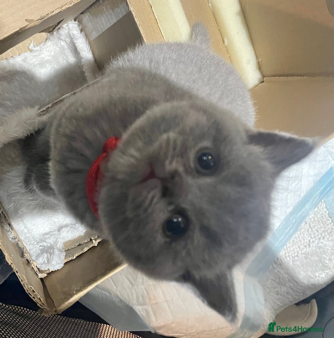 British Shorthair cats for sale: 💕Pure BSH Kittens – Family Raised, Ready December - Image 19