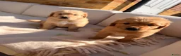 Golden Retriever dogs for sale: 2 beautiful golden boys left!✨🐾 - Advert 6