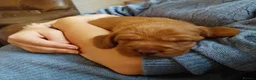 Hungarian Vizsla dogs for sale: KC Reg Hungarian Wirehaired Vizsla Puppies - Advert 10