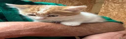 Mixed Breed cats for sale: 4 kittens in Gillingham - Advert 5