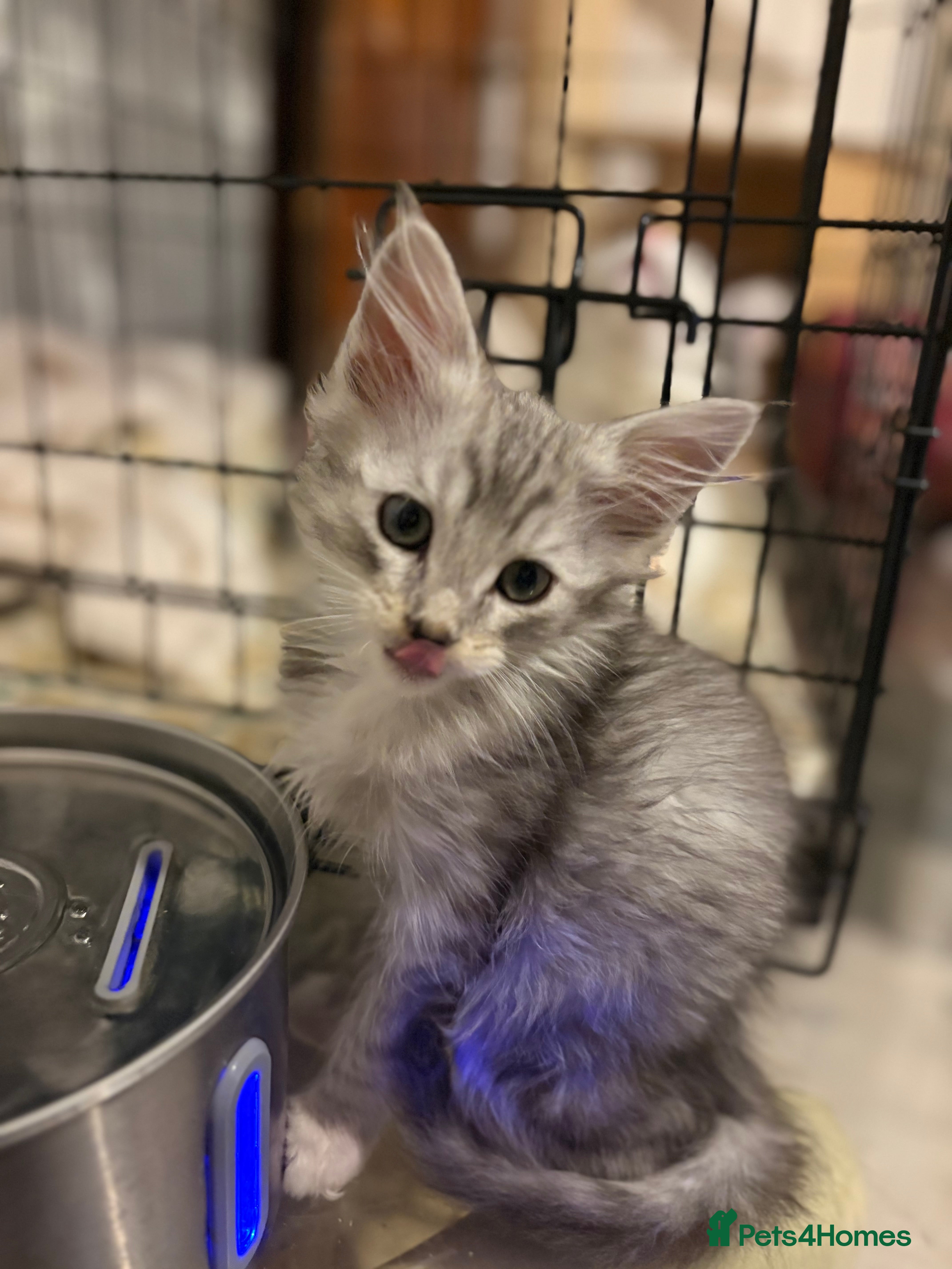 Maine Coon cats Maincoon X Ragdoll last one available  - Advert 17