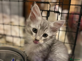 Maine Coon cats Maincoon X Ragdoll last one available - Advert 17