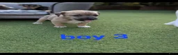 Jack Russell dogs for sale: Jack russell puppy  - Advert 16
