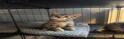 Mixed Breed cats for sale: British shorthair/bengal both mum&dad can be seen - Advert 17