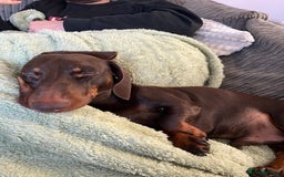 Miniature Dachshund dogs for sale: 2 year old Miniature Dachshund - Image 5