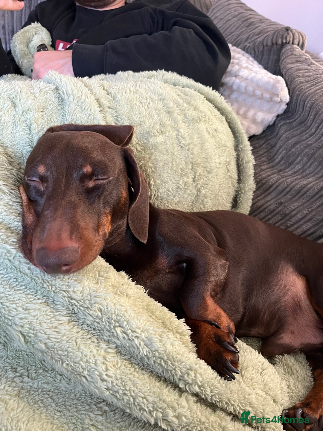 Miniature Dachshund dogs for sale: 2 year old Miniature Dachshund - Image 5